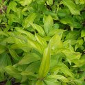 Cornus stolonifera 'Kelseyi' jeune feuille P25